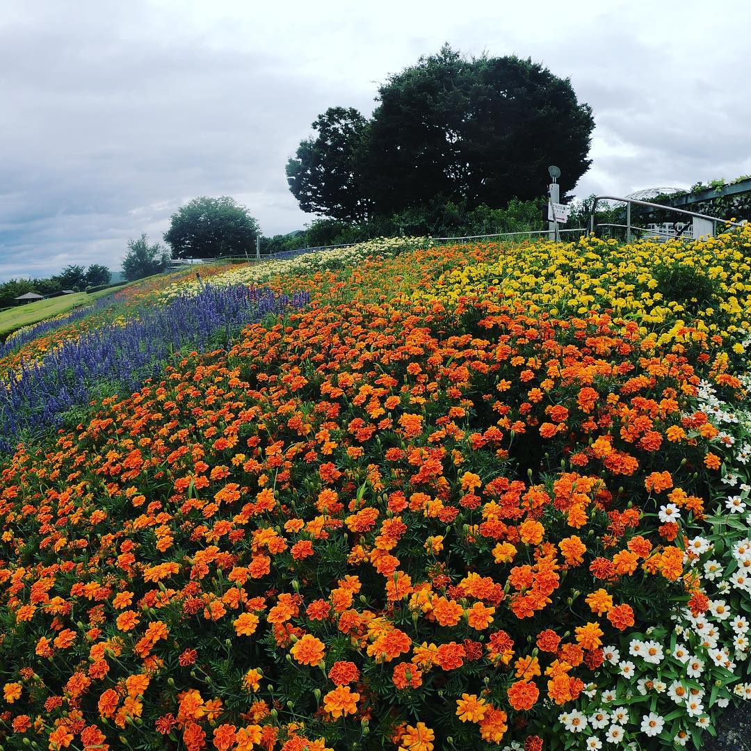 Experience the Beautiful Yamanashi at Fuefukugawa Fruits Park
