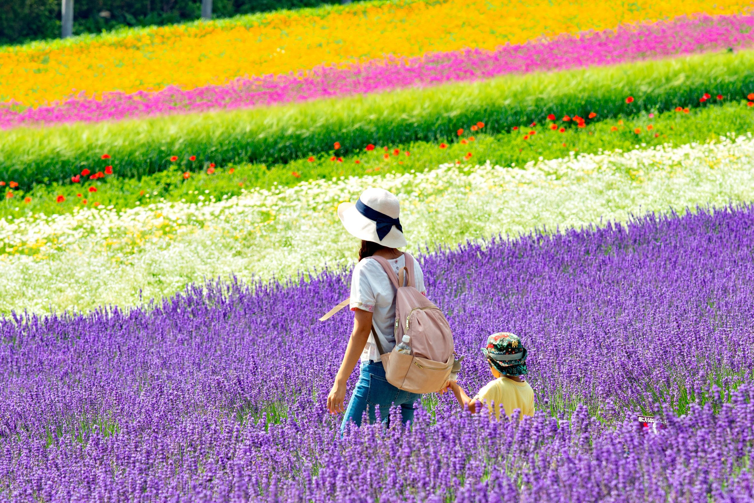 Furano lavender fields: Hokkaido’s summer oasis