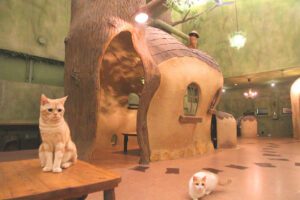 Tokyo Cat Café in Kichijoji – Forest-Themed Experience