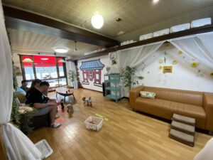 Toy Poodles, Rabbits, Hedgehog Cafe in Asakusa, Tokyo