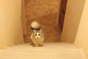 Tokyo Cat Café in Kichijoji – Castle Themed