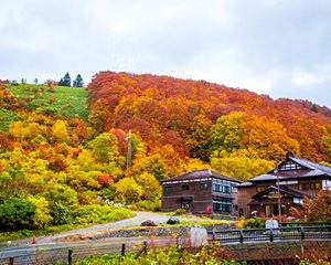 Beppu Custom Day Tour