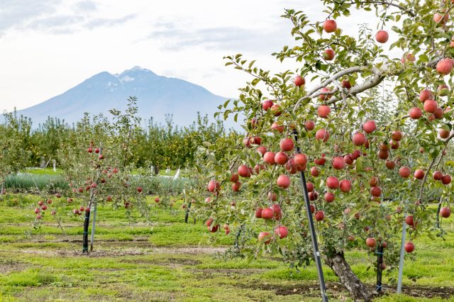 Hirosaki Apple Park