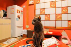 Rescue Cat Cafe in Tokyo – Support Local Rescues