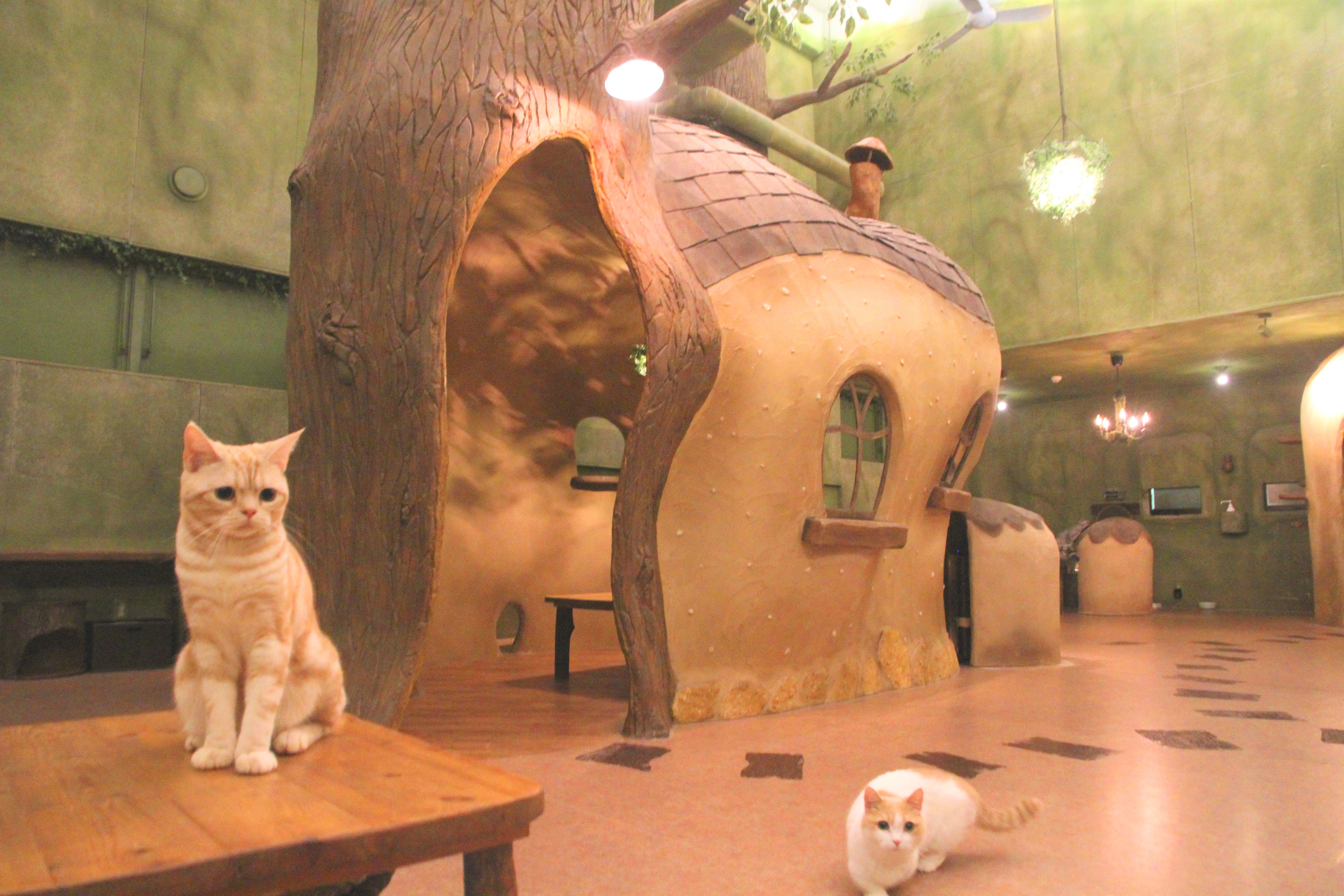Forest-Themed Cat Cafe in Kichijoji