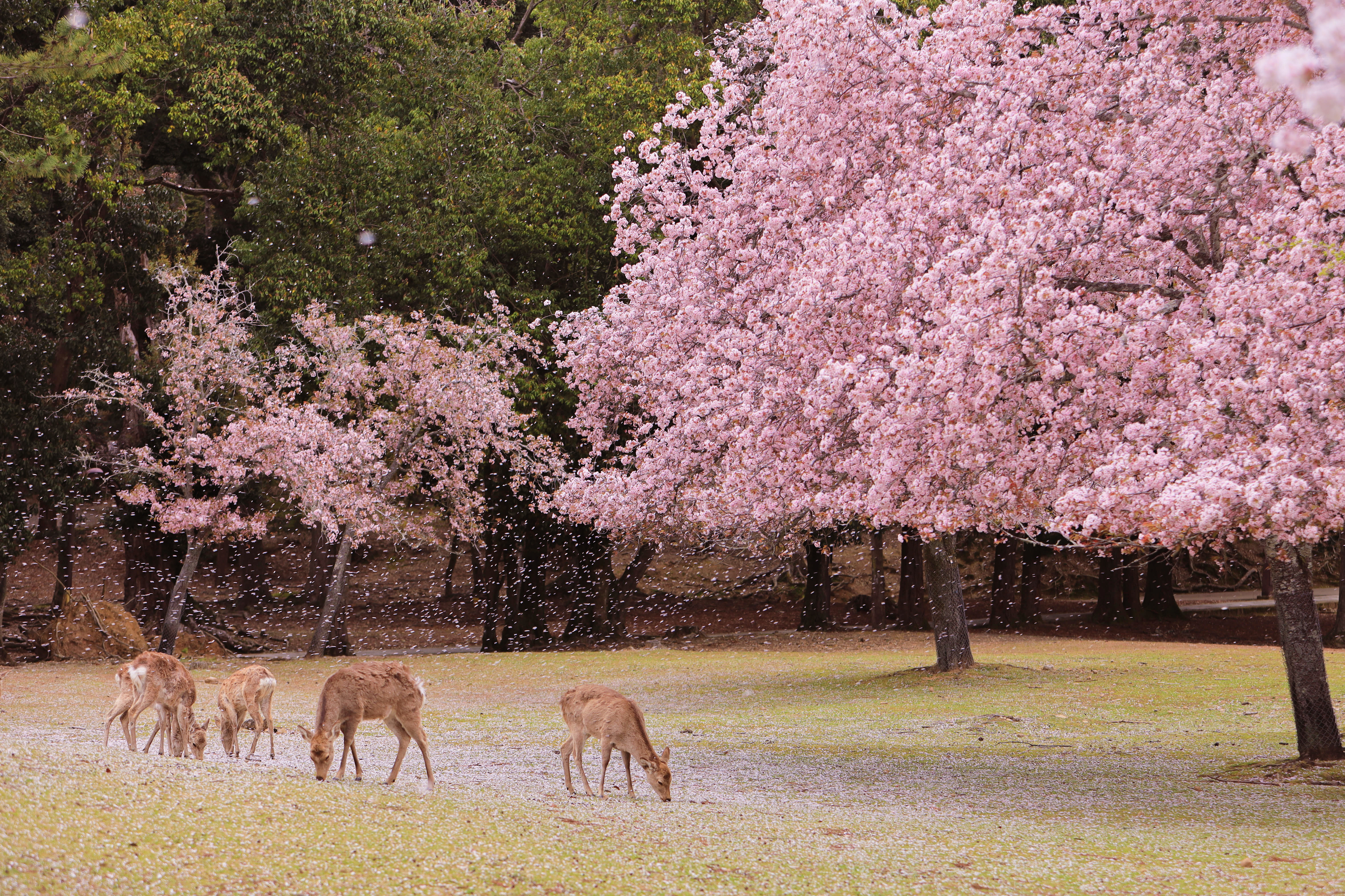Nara Park in Nara, Japan