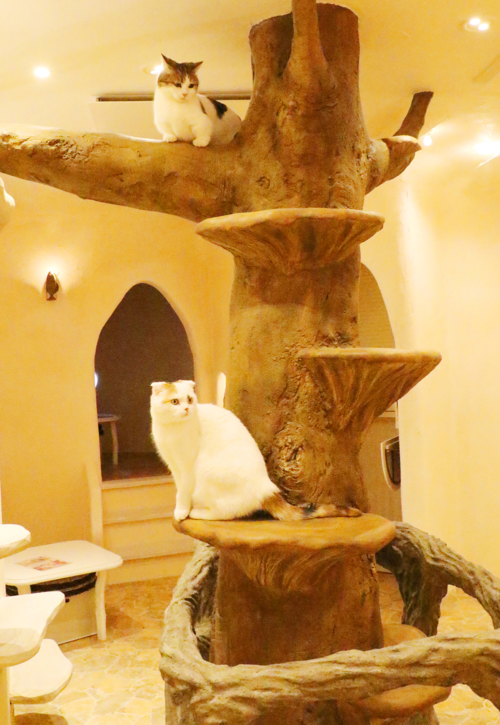Castle-Themed Cat Cafe in Kichijoji