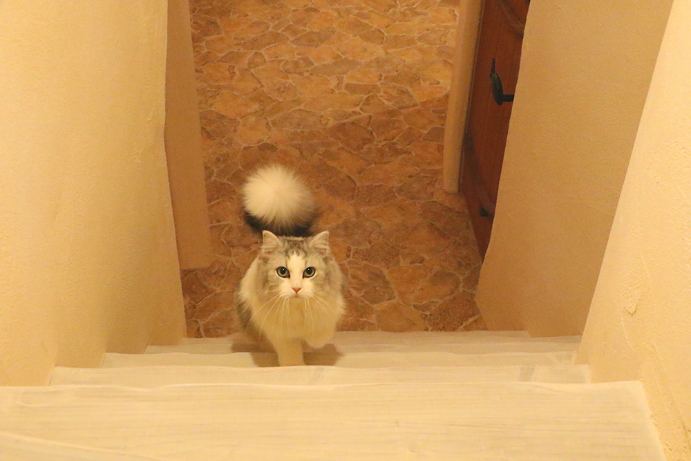 Castle-Themed Cat Cafe in Kichijoji