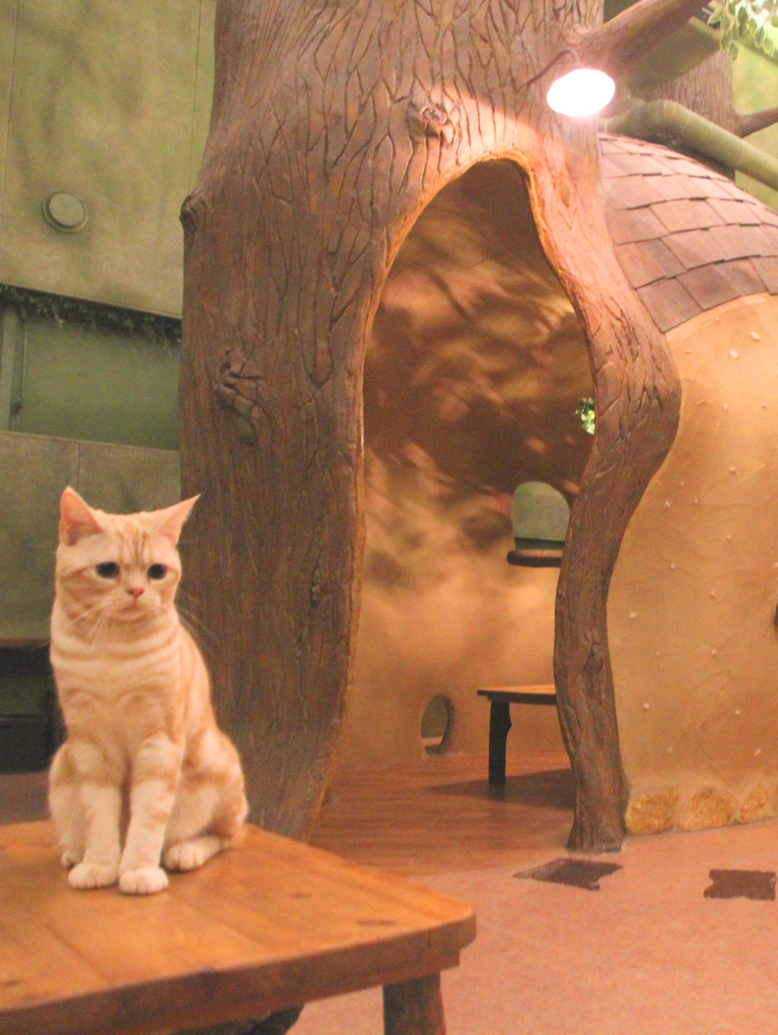 Forest-Themed Cat Cafe in Kichijoji