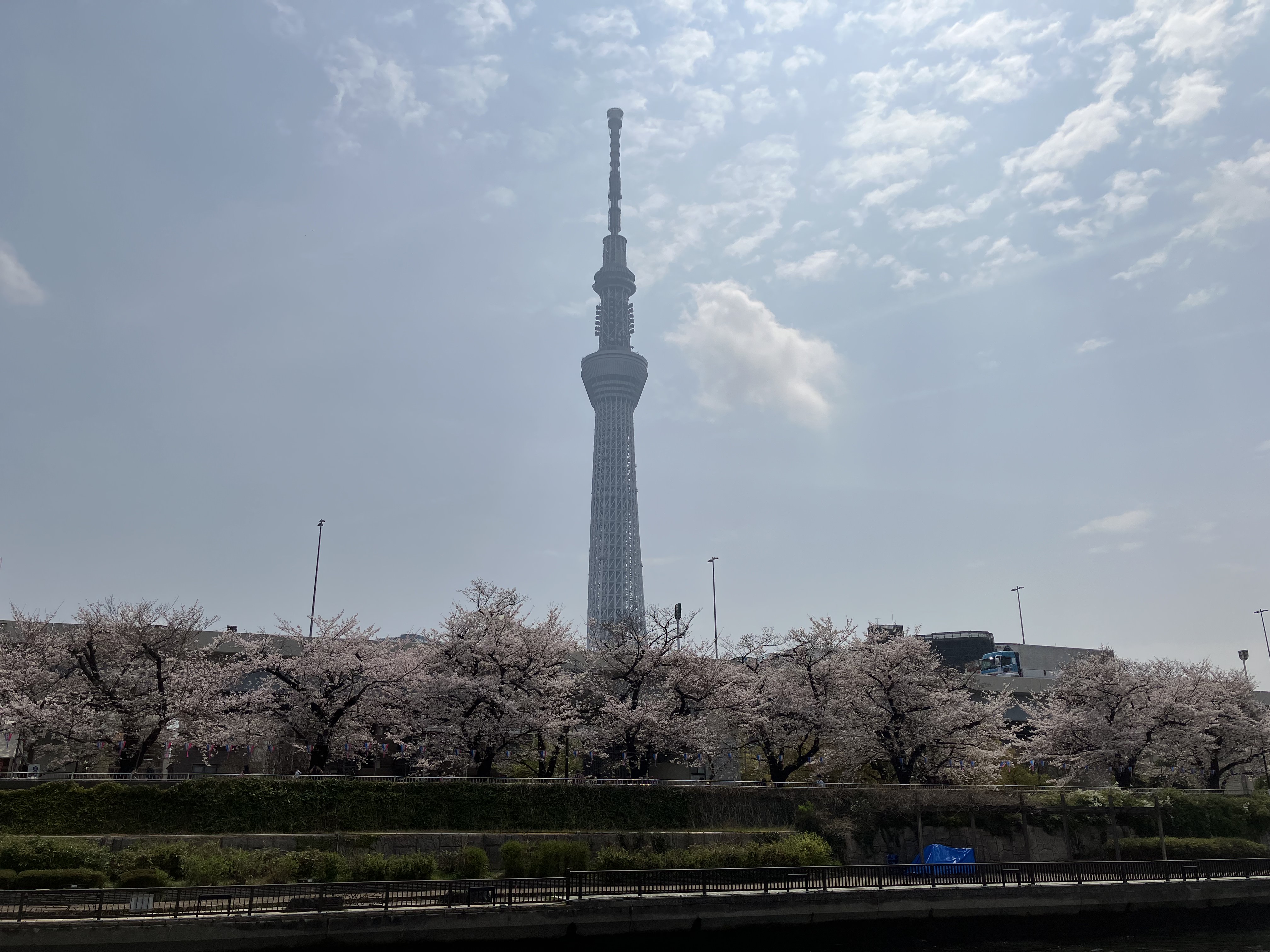 Cherry Blossom River Boat Experience