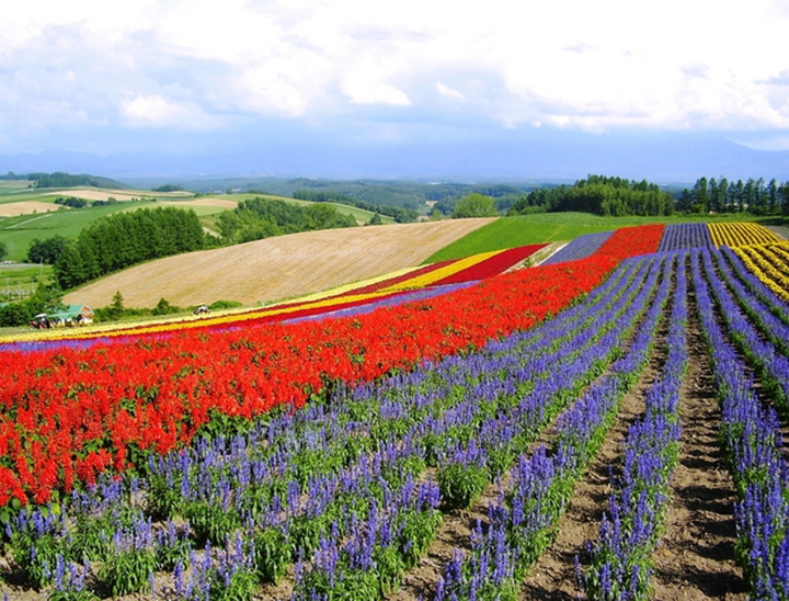 Biei landscape in Hokkaido, Japan